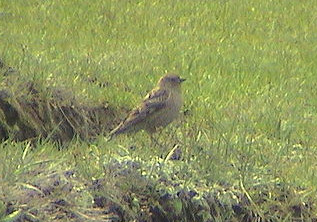 Plain Mountain Finch