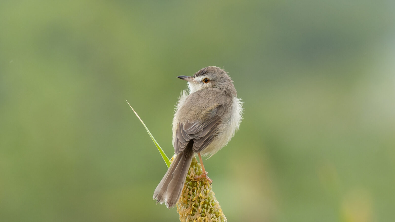 Plain Prinia