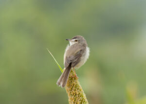 Plain Prinia