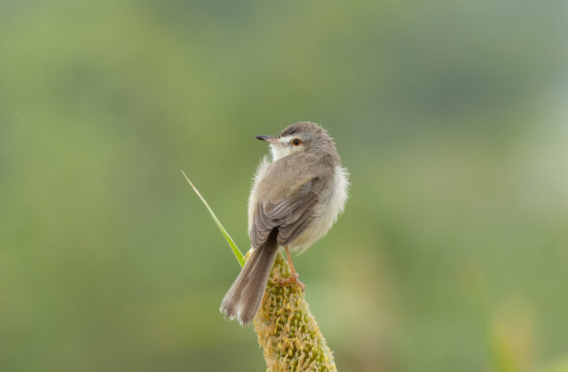 Plain Prinia