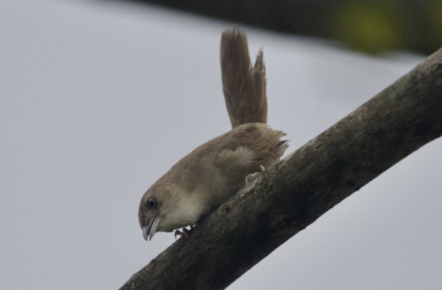 Plain Thornbird