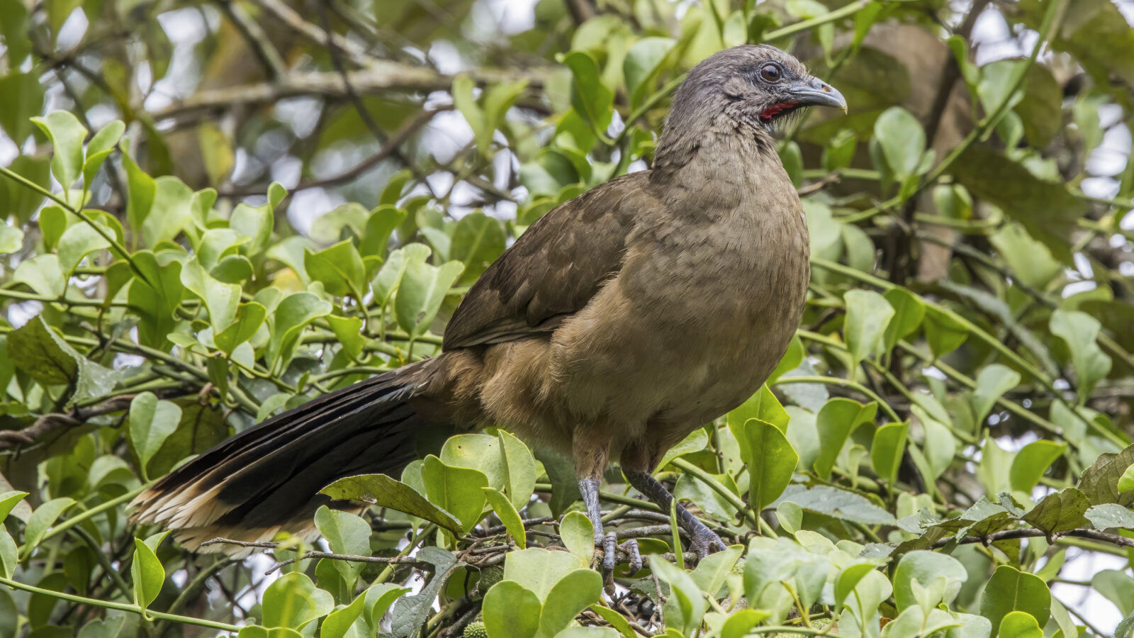 Plain Chachalaca
