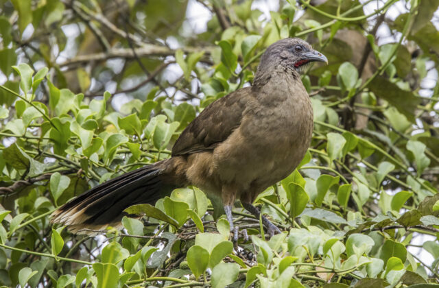 Plain Chachalaca