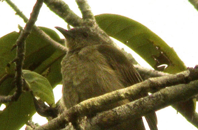 Plain Honeyeater
