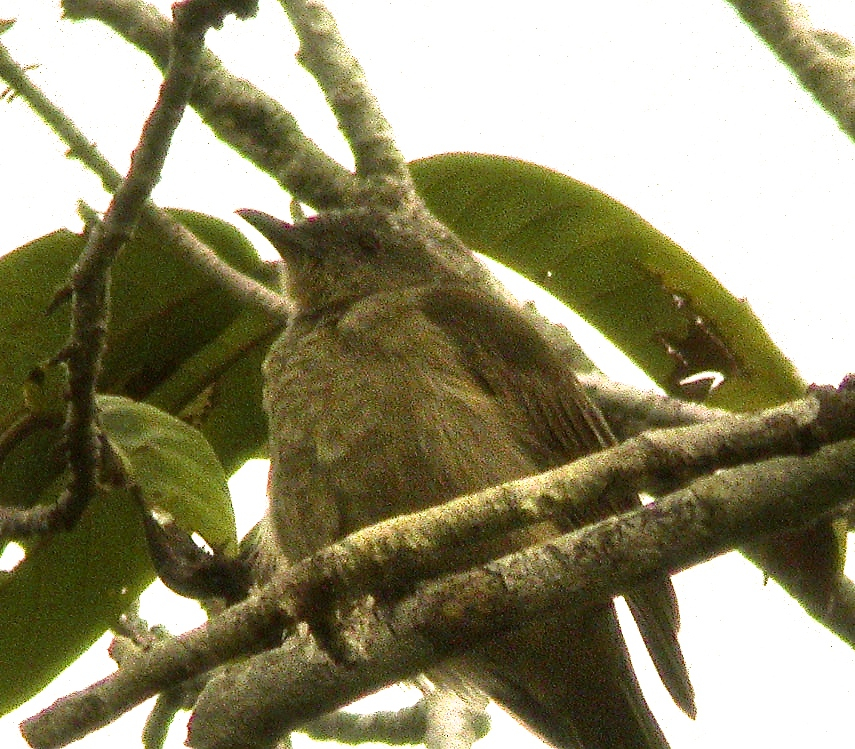 Plain Honeyeater