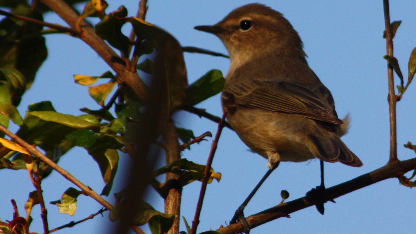 Plain Leaf Warbler