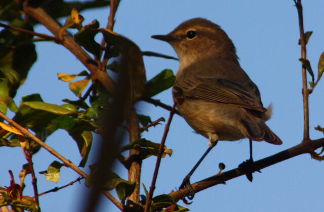 Plain Leaf Warbler