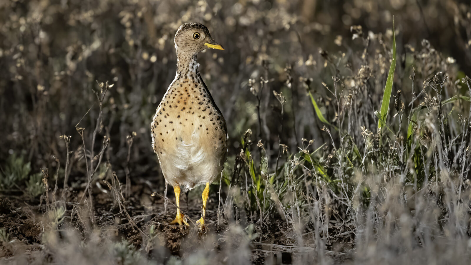 Plains-wanderer