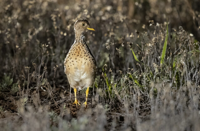 Plains-wanderer