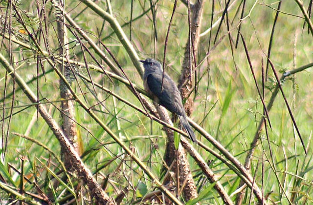 Plaintive Cuckoo