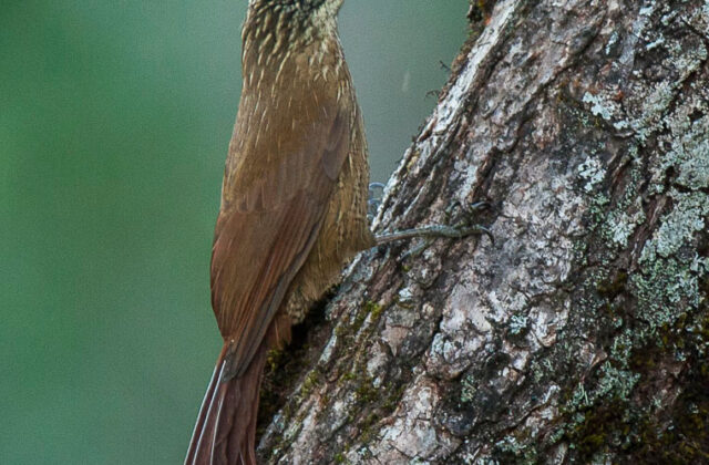 Planalto Woodcreeper