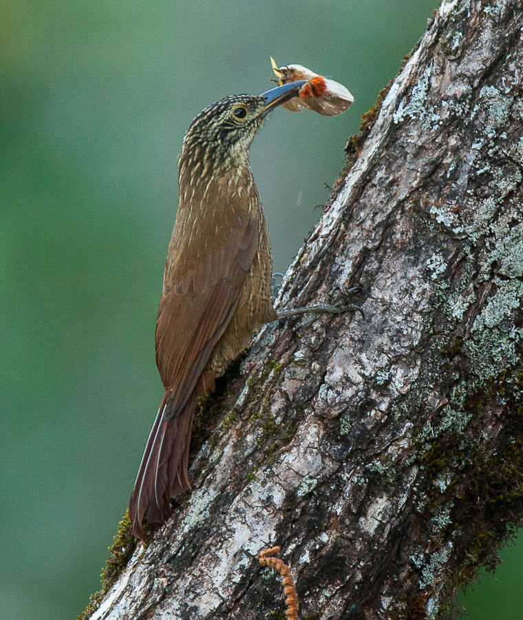 Planalto Woodcreeper