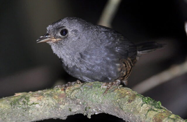 Planalto Tapaculo