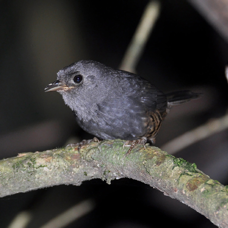 Planalto Tapaculo