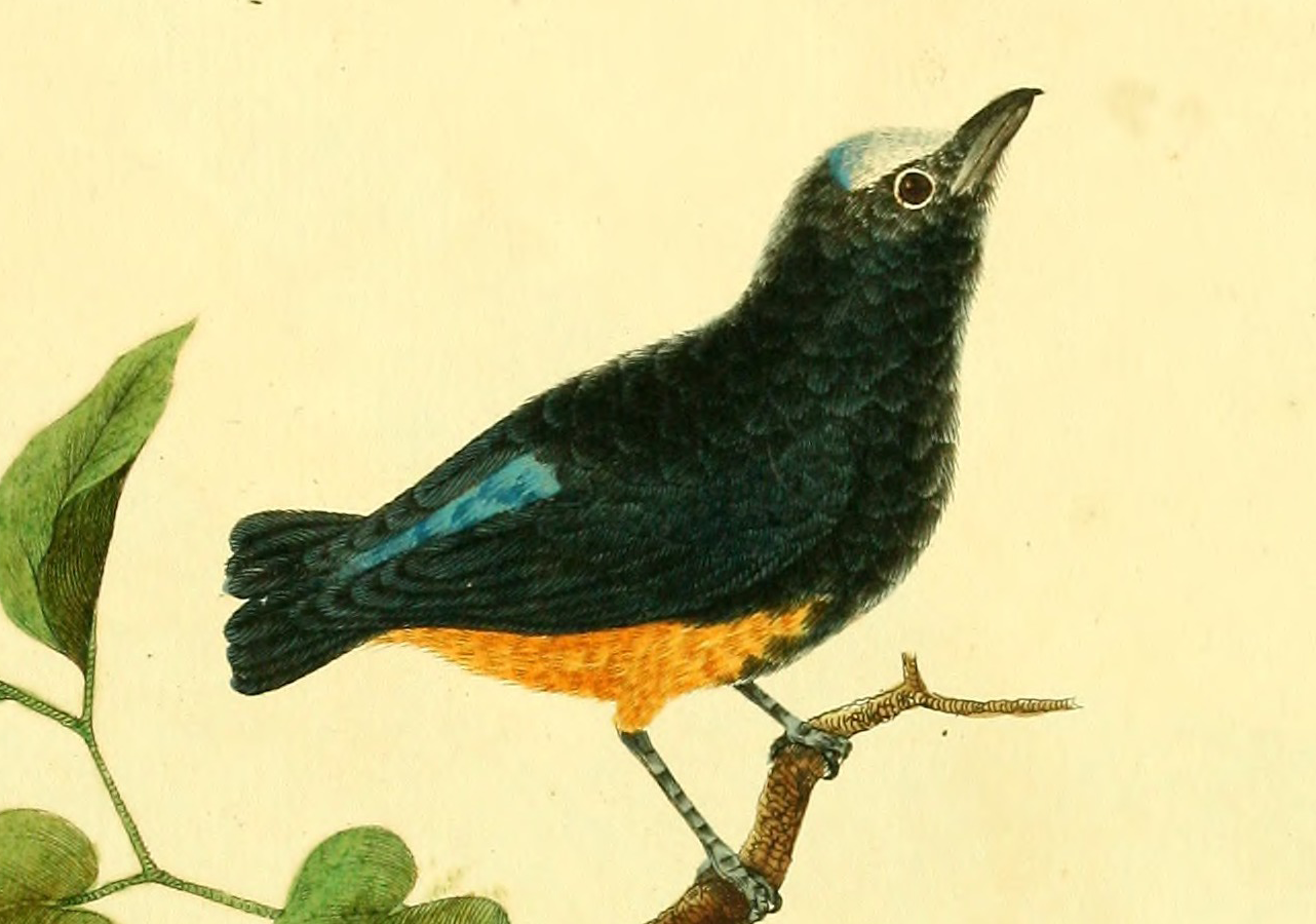 White-fronted Manakin