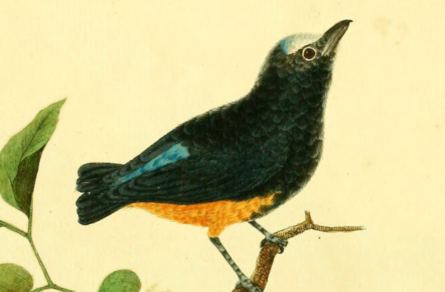 White-fronted Manakin