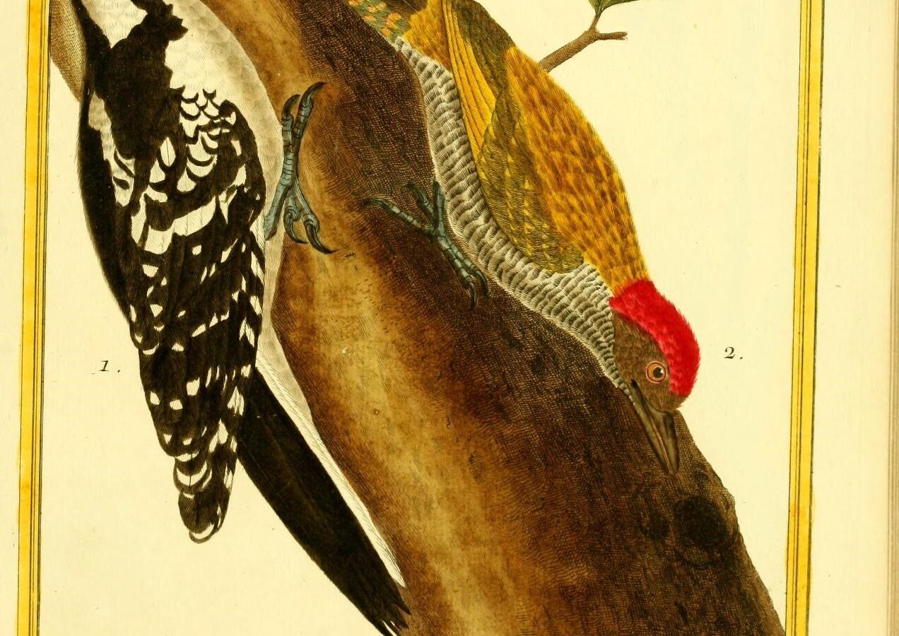 Green-backed Woodpecker