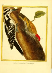 Green-backed Woodpecker