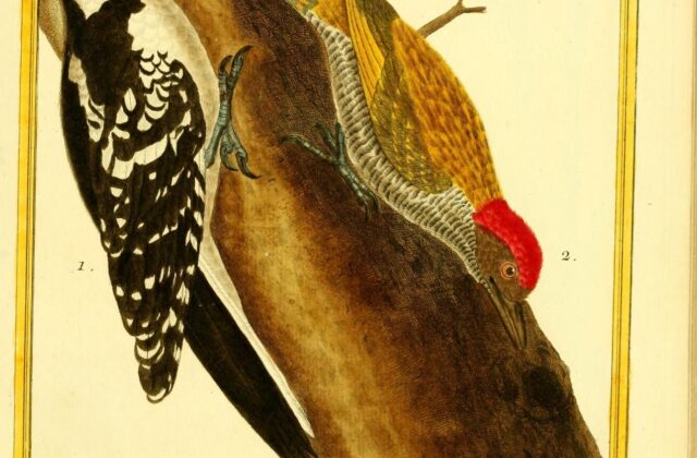 Green-backed Woodpecker