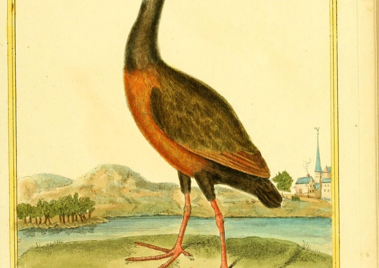 Brown Wood Rail