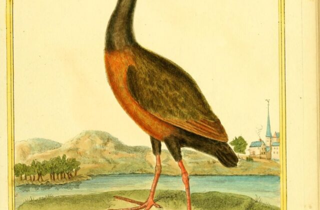 Brown Wood Rail