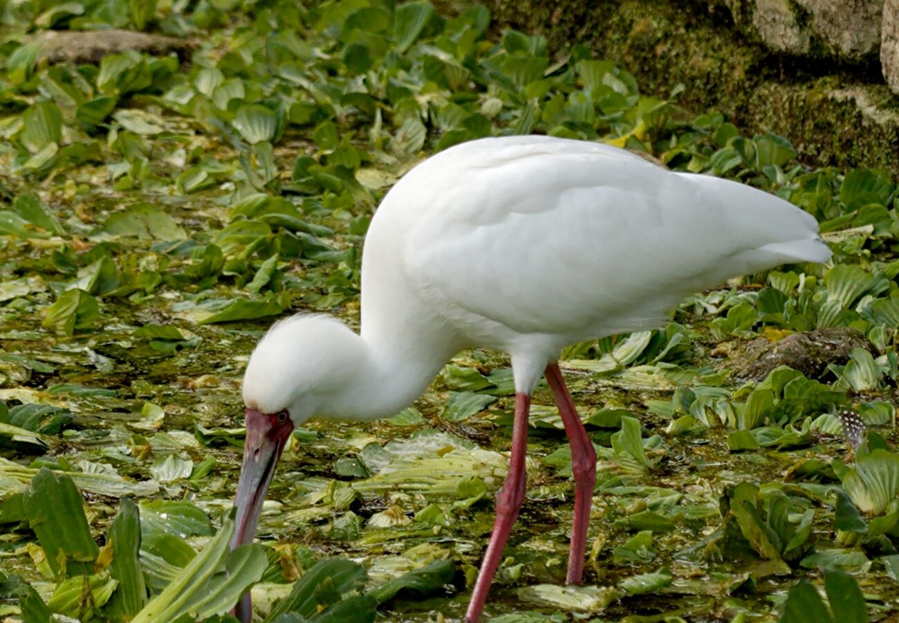 African Spoonbill