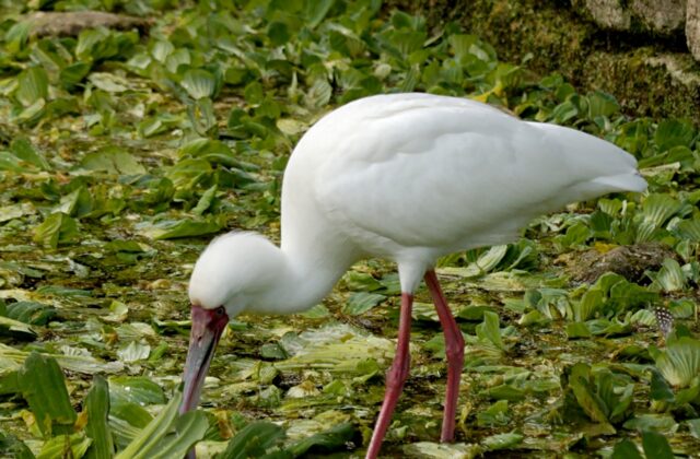 African Spoonbill
