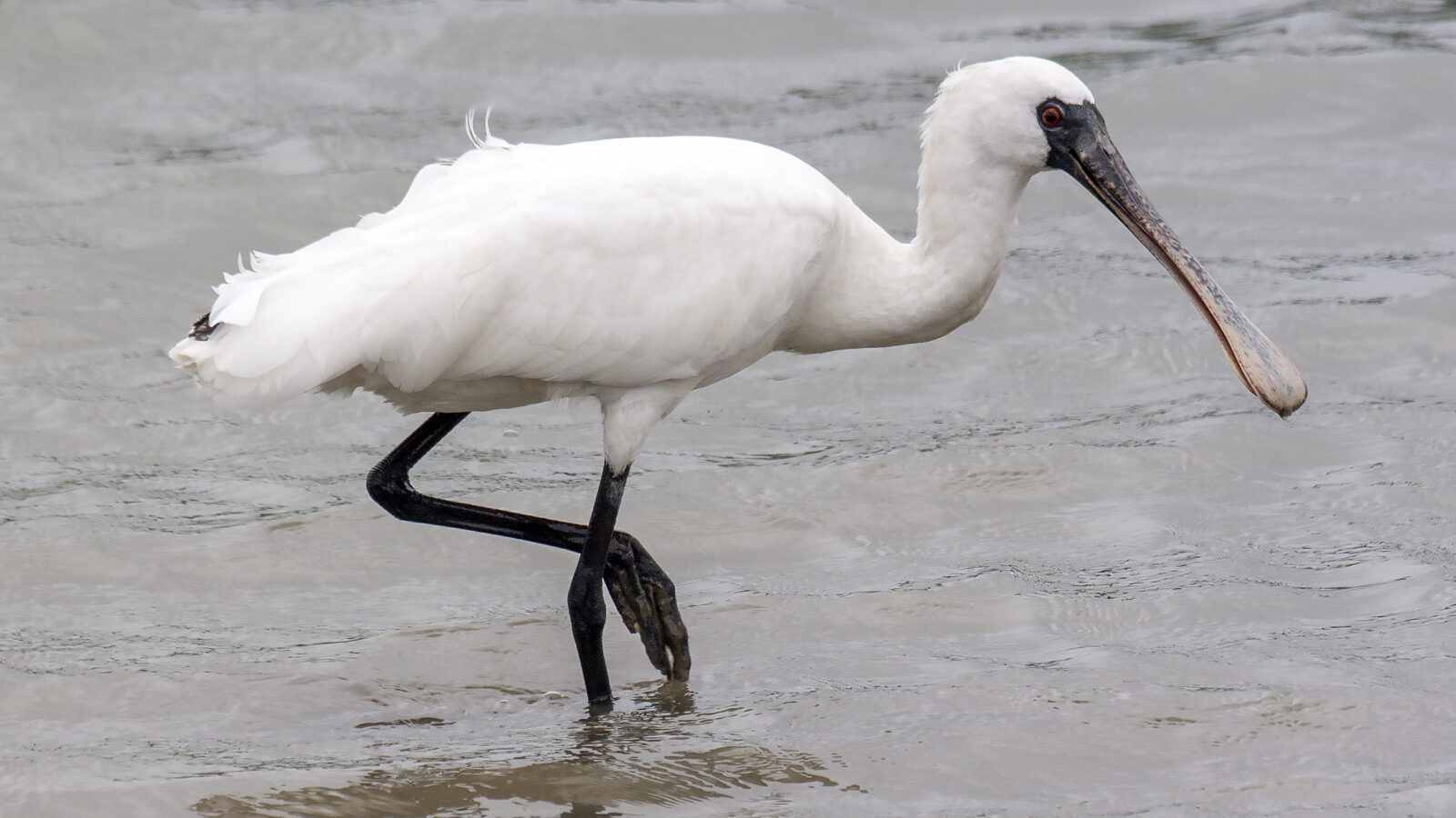 Black-faced Spoonbill