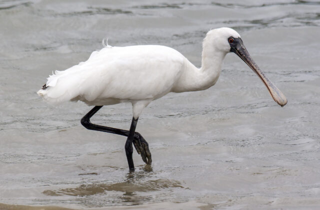 Black-faced Spoonbill
