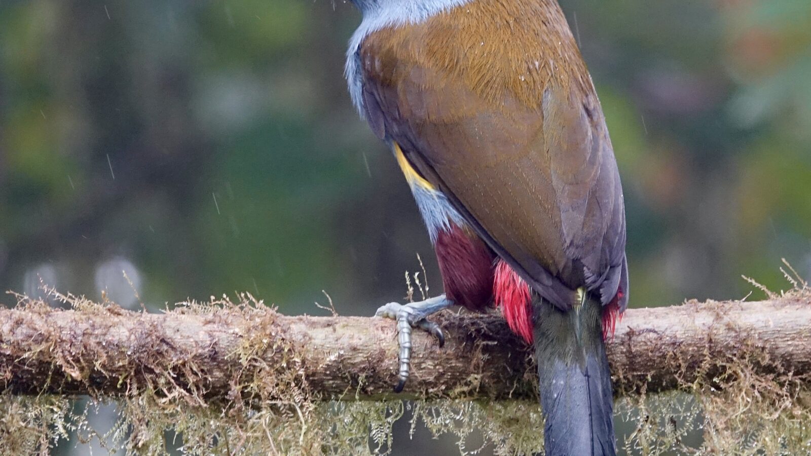 Plate-billed Mountain Toucan