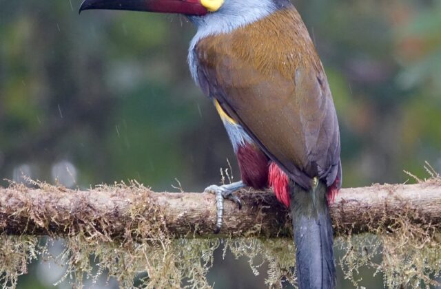 Plate-billed Mountain Toucan