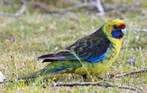 Green Rosella