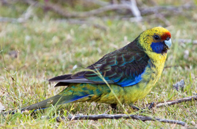 Green Rosella