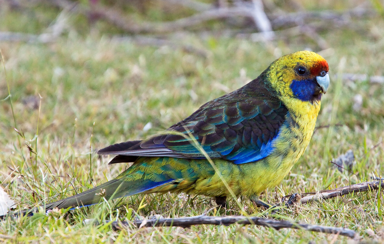 Green Rosella