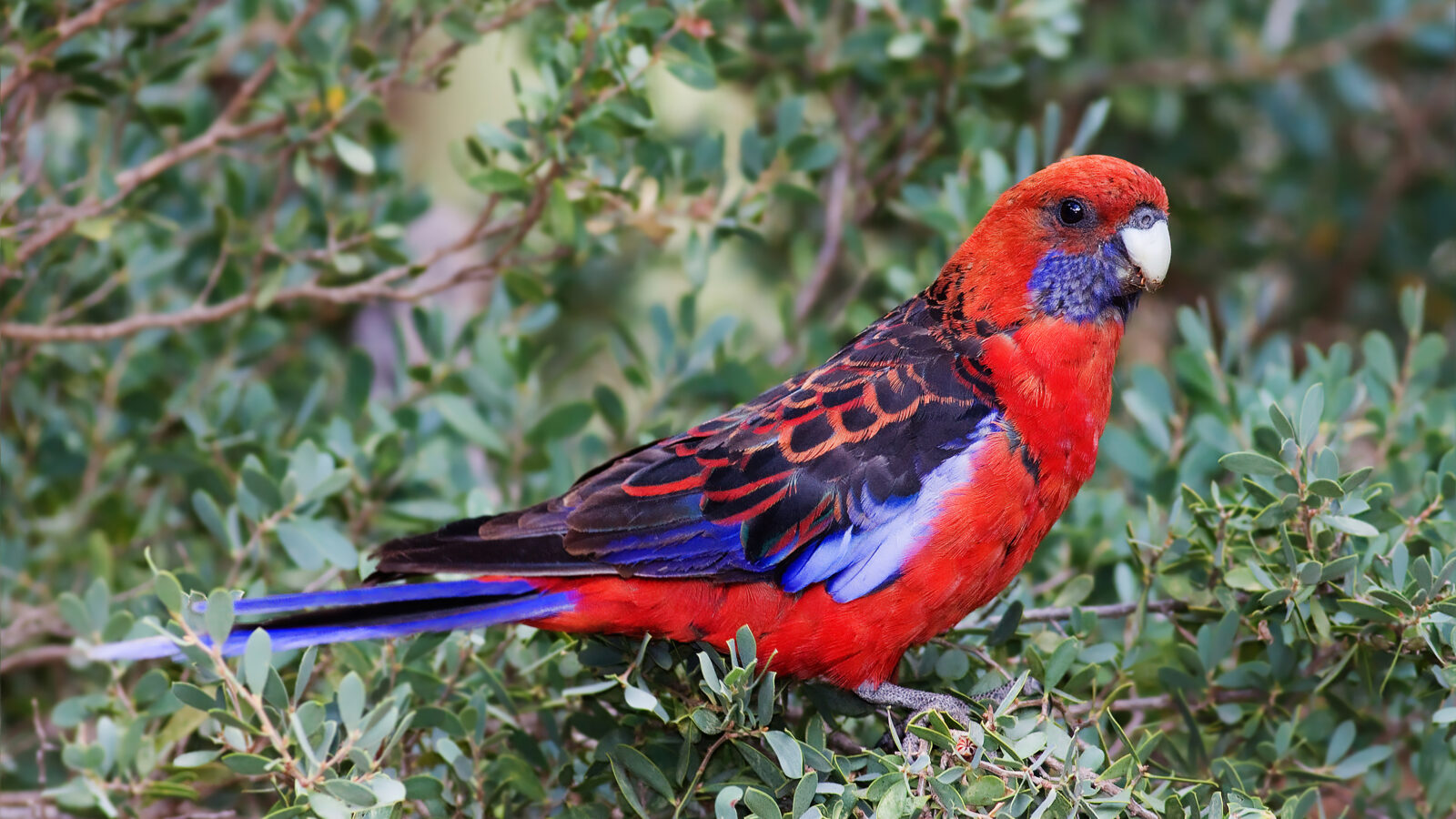 Crimson Rosella