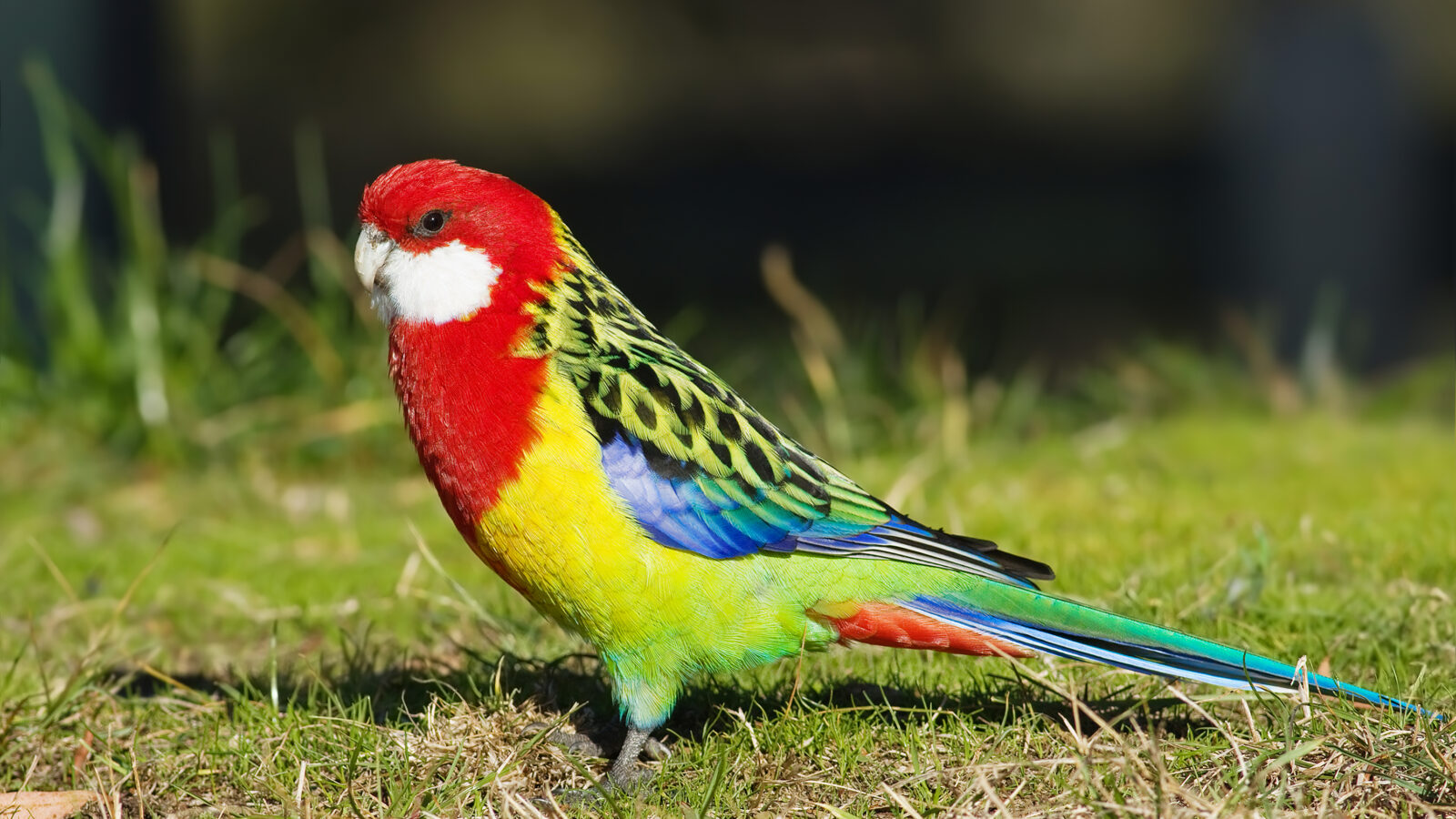 Eastern Rosella