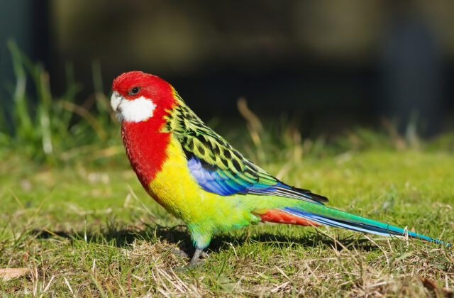 Eastern Rosella