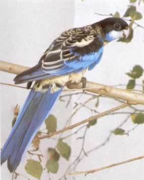 Northern Rosella