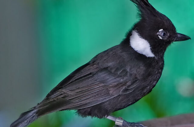 Crested Jayshrike