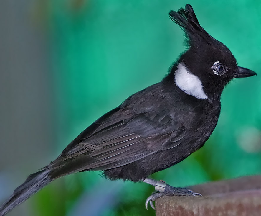Crested Jayshrike