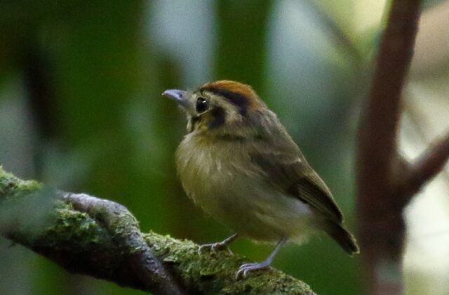 Golden-crowned Spadebill