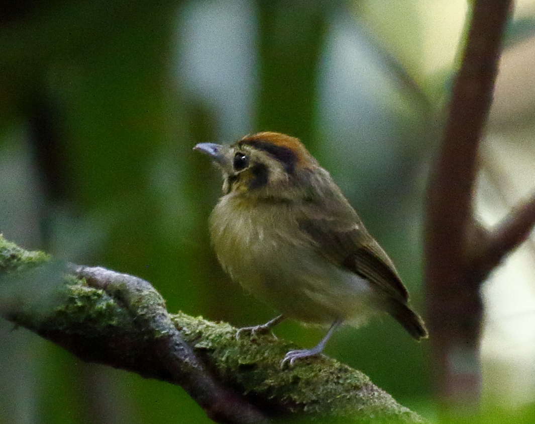 Golden-crowned Spadebill