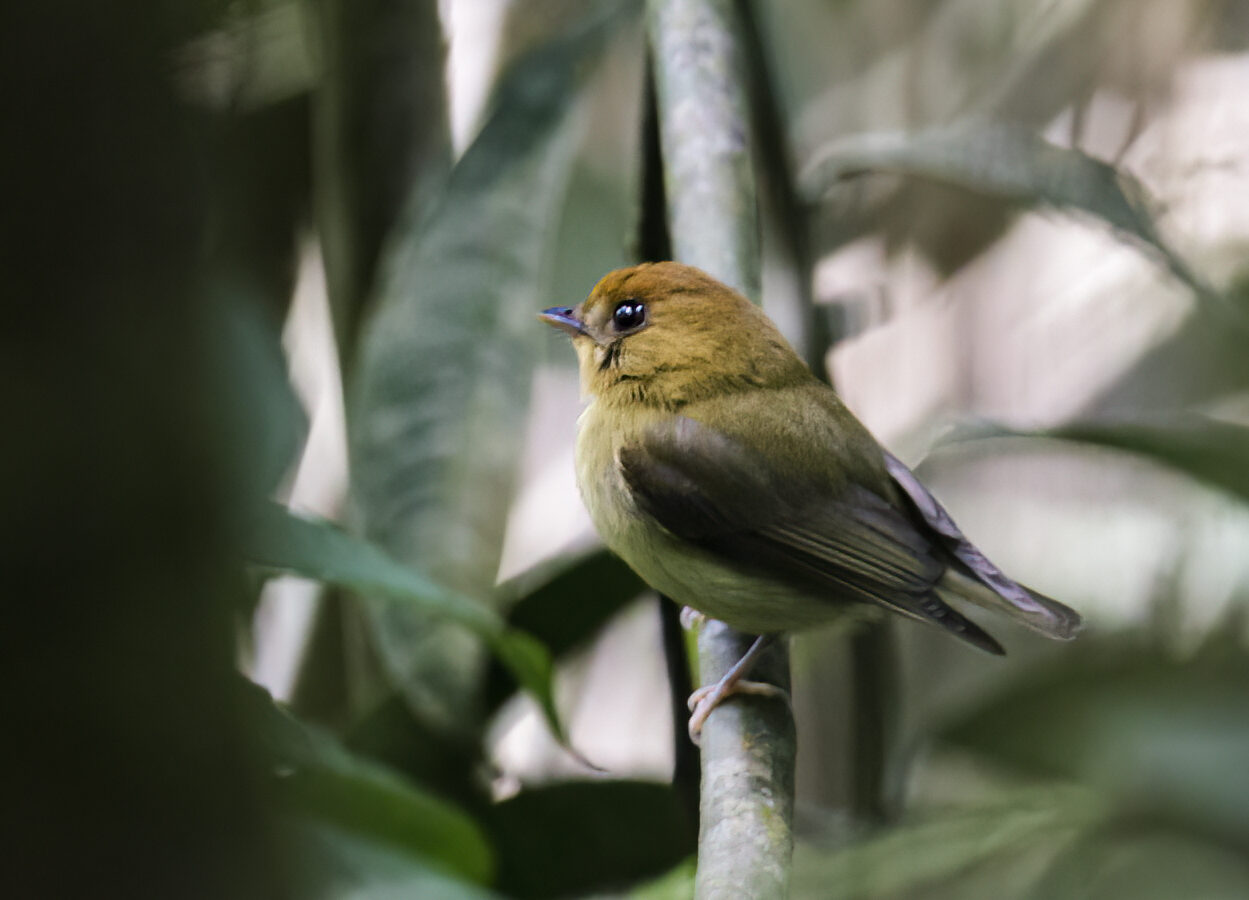 Yellow-throated Spadebill