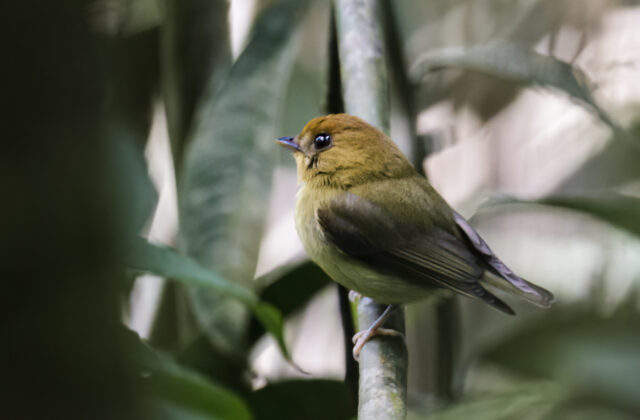 Yellow-throated Spadebill