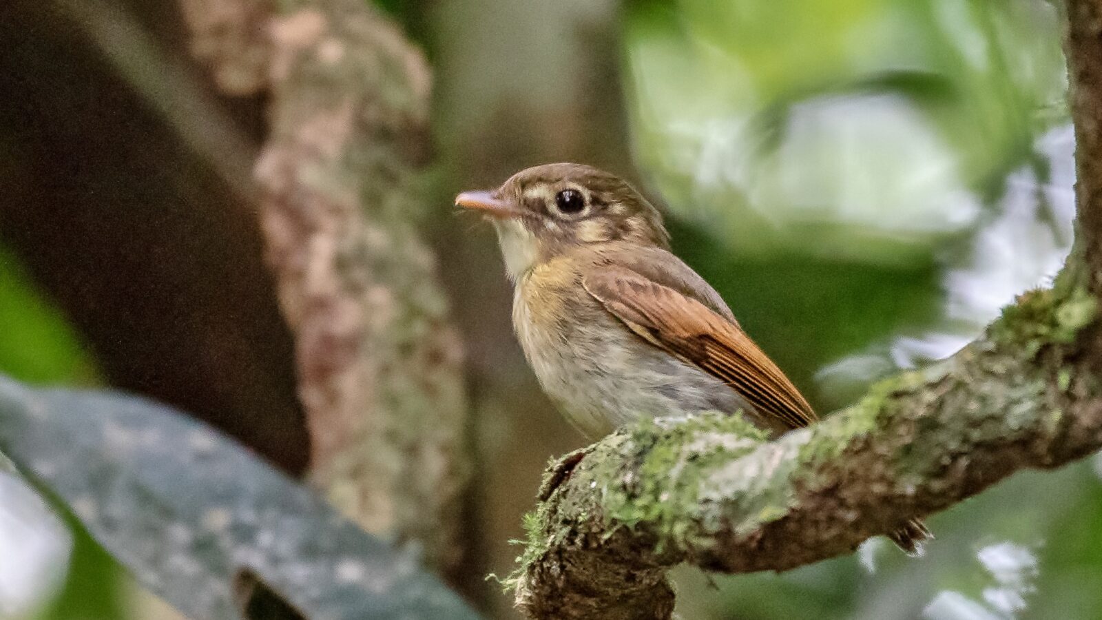 Russet-winged Spadebill