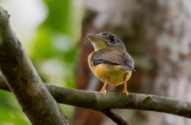 White-crested Spadebill