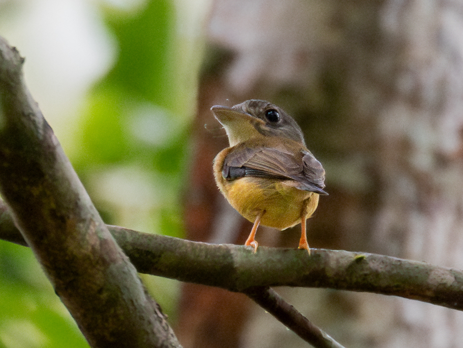 White-crested Spadebill