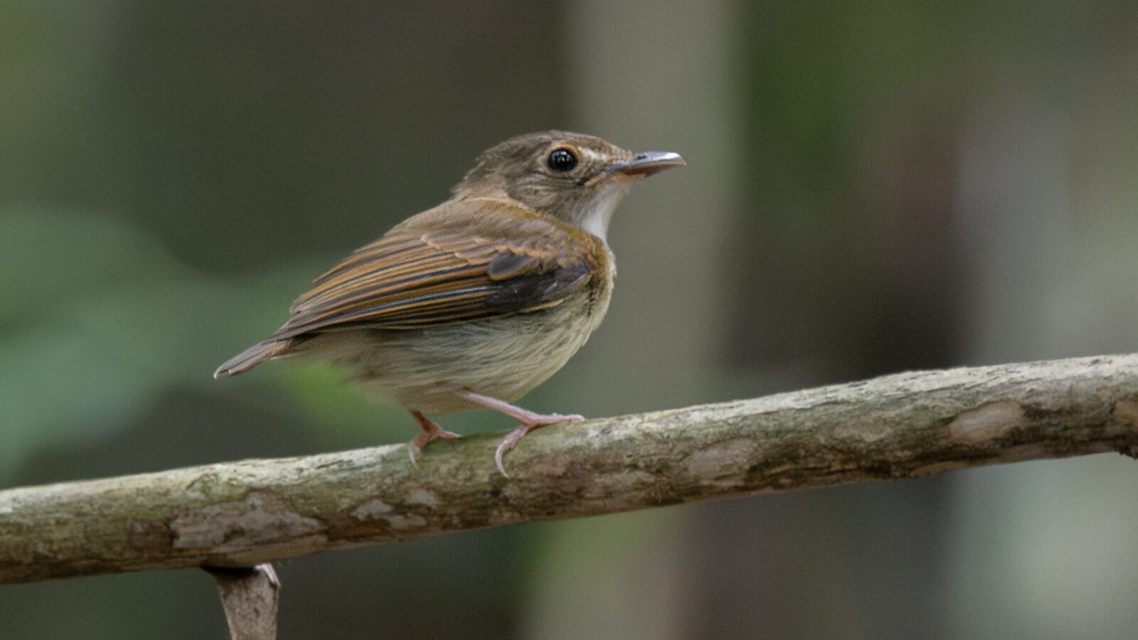 Cinnamon-crested Spadebill