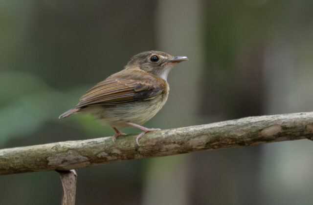Cinnamon-crested Spadebill