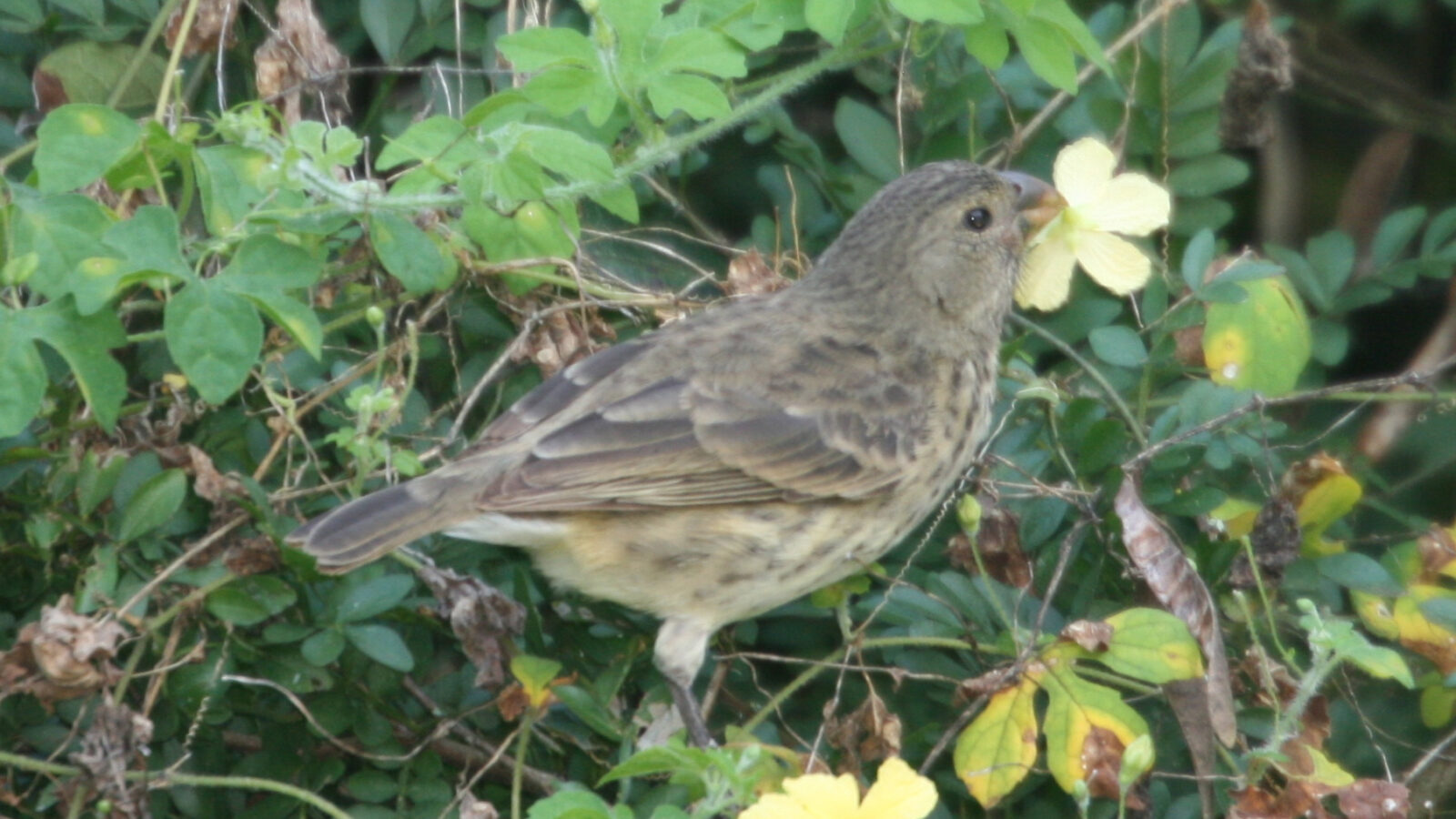 Vegetarian Finch